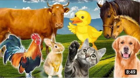 Learn Family Animals Cat, Horse, Cow, Chicken, Duck Farm Animal Sounds Part 2