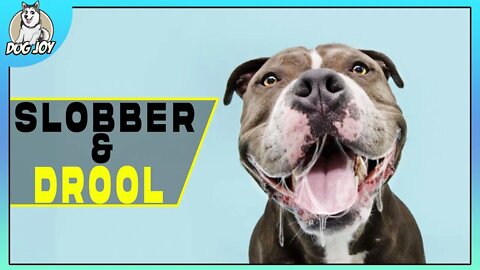 Dog Breeds that Slobber and Drool the Most