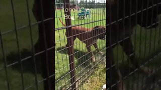 Dog hates lawn mower