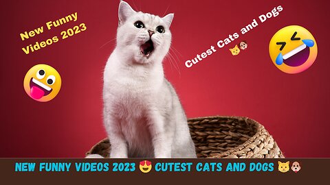 New Funny Videos 2023 😍 Cutest Cats and Dogs 🐱🐶