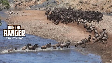 Great Migration Low Level River Crossing | Maasai Mara Safari | Zebra Plains
