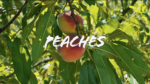 FOODIE || Farm-To-Table: Peaches (2023)