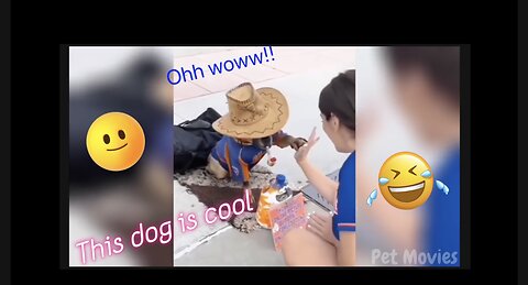 The most best and funny video 😂😂😂😂😁😁 of different animals.