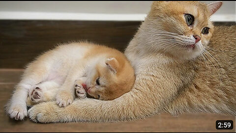 Baby kitten Jiro loves mom cat too much and lovingly wraps around her