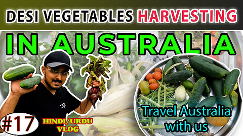 Desi Vegetable Harvesting in Australia #Sydney #harvest #vegetables