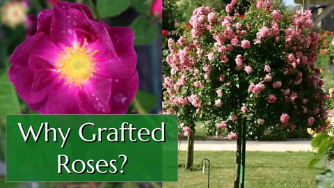Grafted Roses and Rootstock