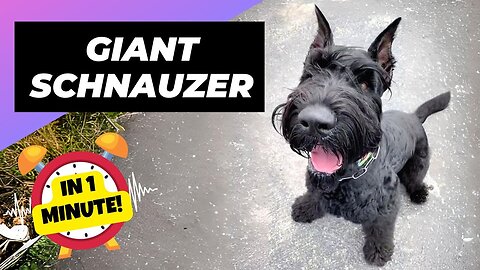 Giant schnauzer - in 1 minute big bold and beautiful animal