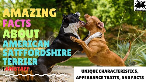 Amazing Facts About American Satffordshire Terrier | Satffordshire Terrier Facts | Animals Addict