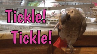 Einstein the Parrot talks about getting tickles