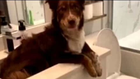 Cão tenta se refrescar no lavatório da casa-de-banho
