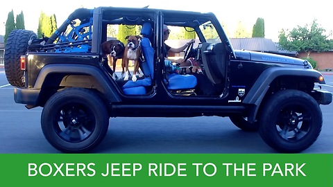 Boxers Jeep Ride To The Park