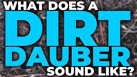 What does a dirt dauber sound like?