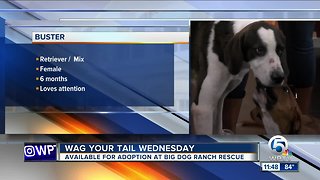 Wag Your Tail Wednesday: Conway and Buster