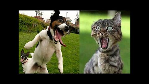 funny cats,funniest cats 😹