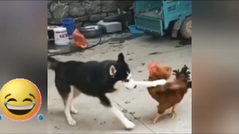 Happy dog just wants to play with the cock