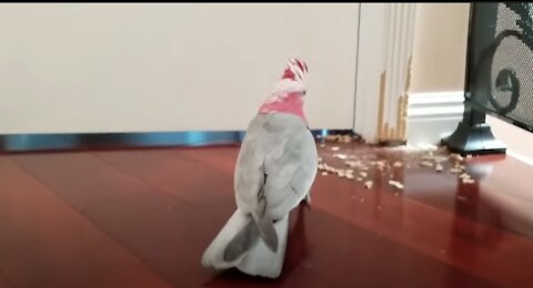 Vinny The Talking Cockatoo Destroys The Wall | COCKATOO TALKING