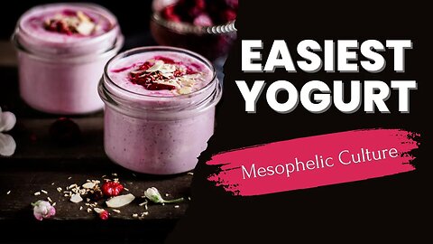 Use a Mesophelic Culture for the Easiest Home Made Yogurt Ever! Piima Cream | Delicious Probiotic