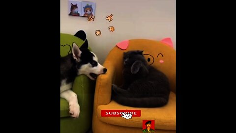 dogs are cute and funny 2022, Funny Cats And Dogs Reaction Video, smart and funny animals,#shorts,