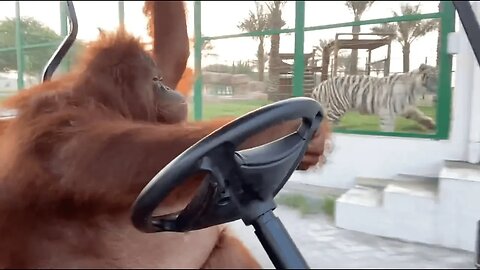 Can Big Orangutans Really Drive The Car?