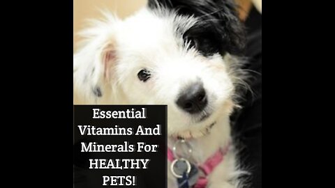 Essential Vitamins And Minerals For HEALTHY PETS!