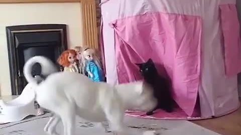 Cat defends princess castle from invading dog