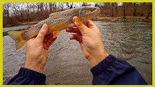 Tulpehocken Creek Brown Trout