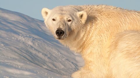 Arctic Tern Chick Vs Polar Bear | Seasonal Wonderlands | BBC Earth 🌍🌎