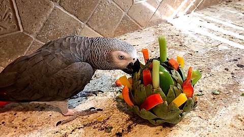 Talking parrot destroys artichoke foraging toy