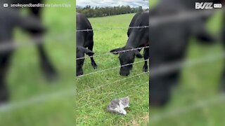 Austrália: Gatinho sem medo assusta vacas!