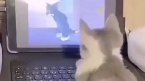 Kitty watching Tom & Jerry