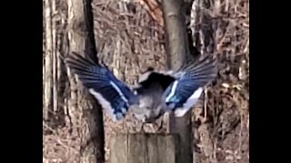 Birds eating in forest