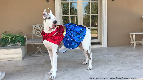 Halloween Super Hero Deaf Great Dane Guards His Property