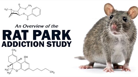 Beating Drug Addiction - The Rat Park Experiment