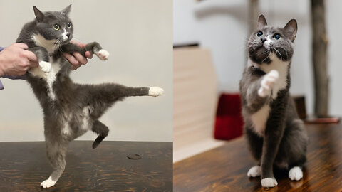 This silly cat is a true Kung Fu master