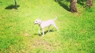 Excited puppy has zoomie episode on camera