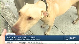 Pet of the Week: Zeus