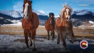 Majestic wild horses and sweeping mountain views: Our Colorado through your photos