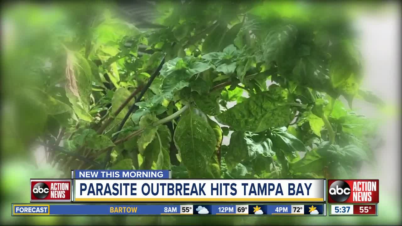 Dirty Dining: Parasite outbreak hits Tampa Bay