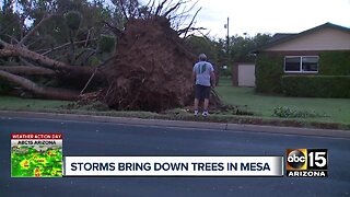 Storms bring down trees in Mesa