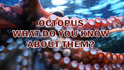 OCTOPUS | WHAT DO YOU KNOW ABOUT THEM?