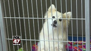 Local animal shelters have hit max capacity