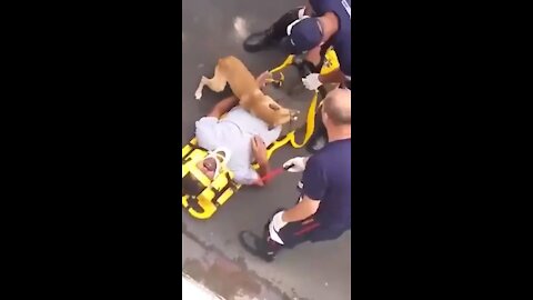 Dog refuses to leave their injured owner