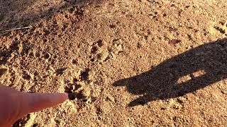 Lake Side Animal Tracks ~ What is this Track?