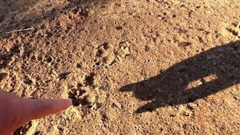 Lake Side Animal Tracks ~ What is this Track?