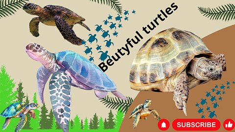 A Beutyful turtles