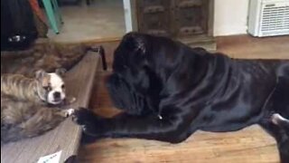 Bulldogvalp og en stor napolitansk mastiff er bestevenner