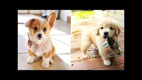 Cute and Funny Dog Videos || baby dogs || funny dogs video