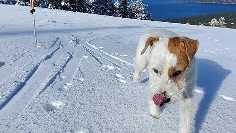 Ares Jack Russell terrier ski diamond peak
