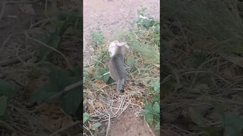 Baby Cat 🐱 Bullied by other Cat #shorts #funny #funnycats #shortvideo #cat #catstagram #cats