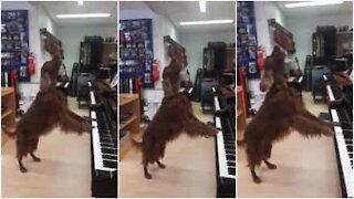 Avete mai visto un cane pianista?